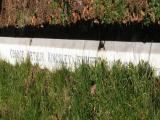 image of grave number 489440
